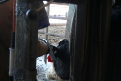In a recent webinar, Merck Animal Health Technical Services Manager Grant Crawford, PhD, outlined some history of growth-promoting implants and their application in Holstein steer calves managed for beef production.

