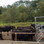 weaning_bawling_calf