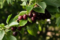 Cherries on a tree branch