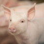 weaned pig