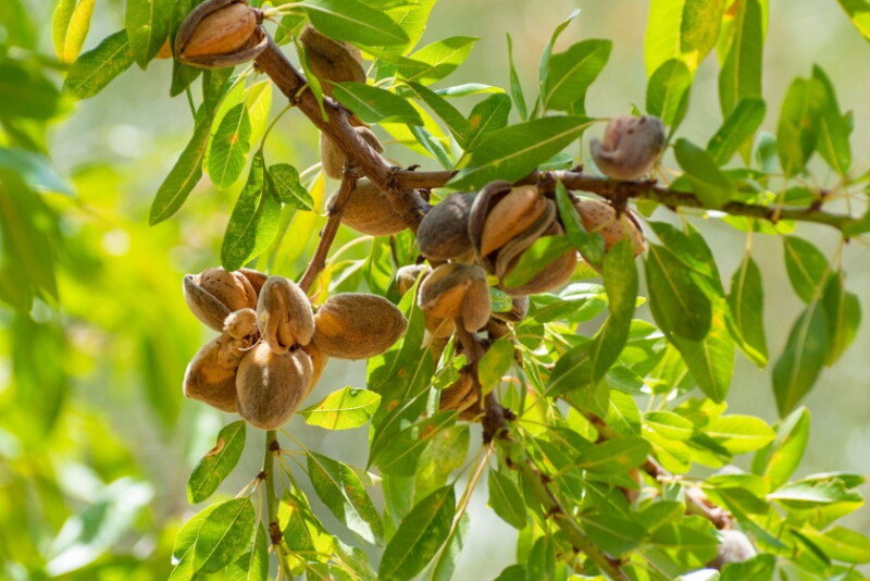 Almonds Fuzzy Ripe $188 million in debt, almond grower declares bankruptcy - The Packer ...