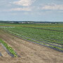 D.R. Walcher Farms in North Fairfield, Ohio
