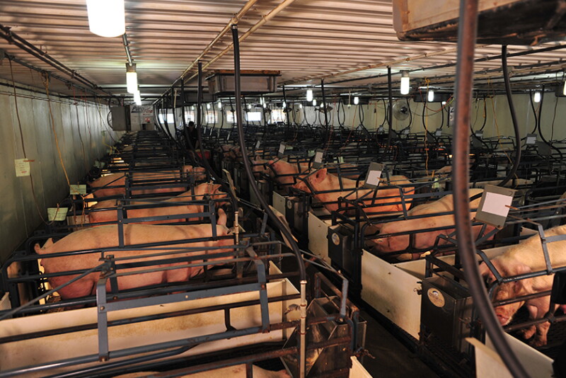 Sow Housing
