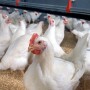 Chicken_Poultry