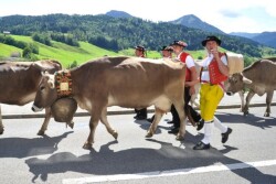 swiss_cows
