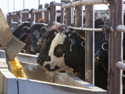UNL feedlot