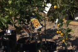 Citrus trees