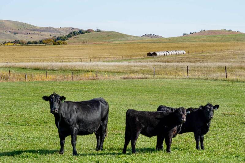 Majestic Ranch