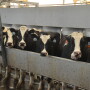 A team of scientists is asking for help with surveys they need dairy industry members and industry stakeholders to complete.