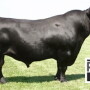 029AN01523_Bull
