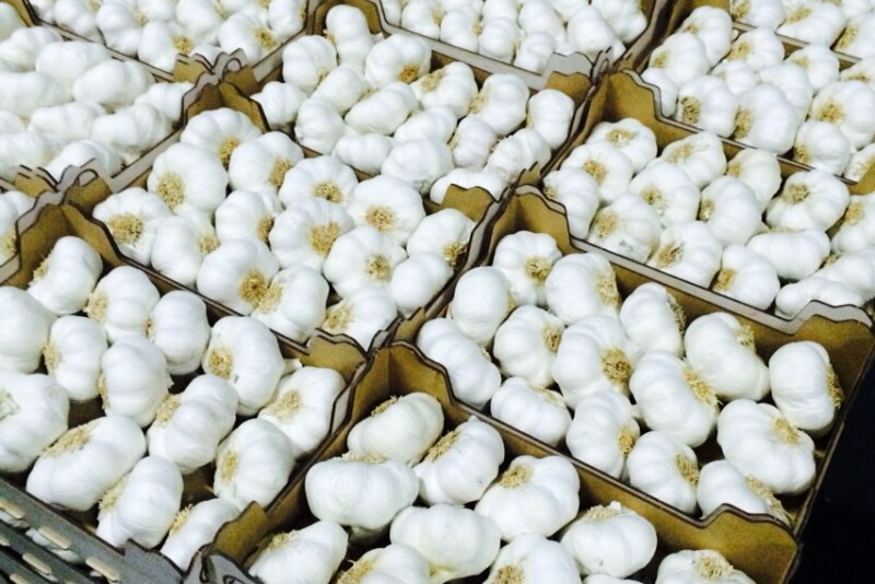 The unique attributes of garlic make it perfect for cooking demos that stir the senses.