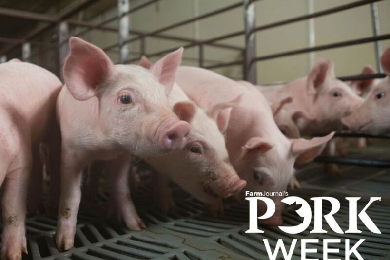 PORK Week Pigs