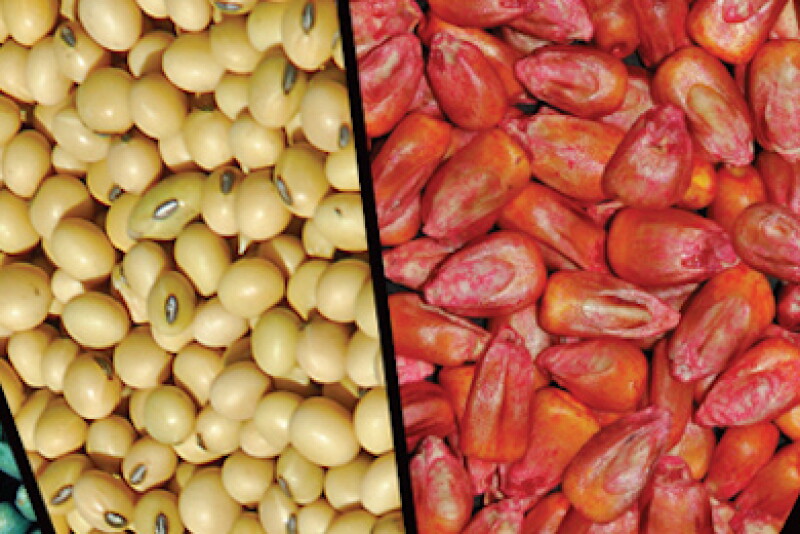 Seeds