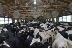 DT_Dairy_Cows_Push_Up_Pen_Fans.JPG