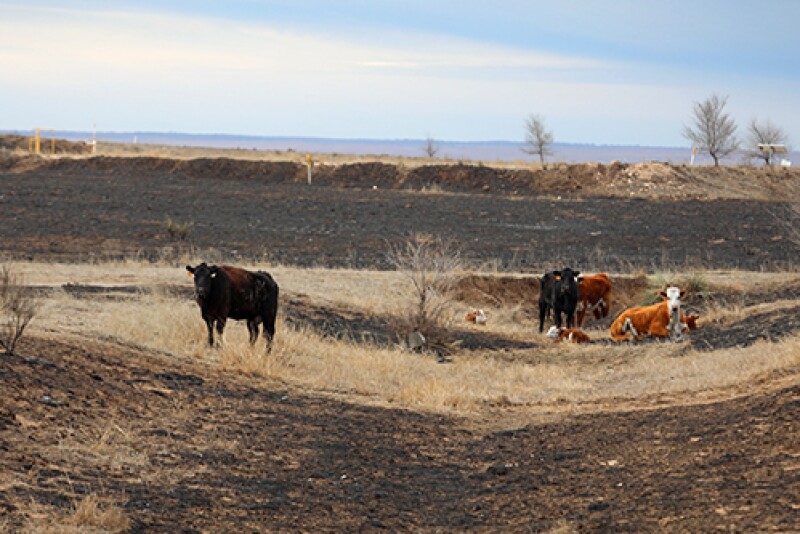 TFB cattle fire.jpg