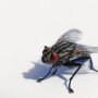 fly.jpg