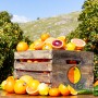 Sunkist Growers