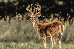 deer