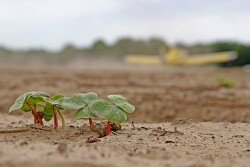 Texas cotton growers are already looking for solutions, knowing without rain in the next month, a cotton crop isn’t likely to take root in the extreme drought conditions. And traders seem to be already taking note of that fact.