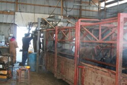 Using chute scores to evaluate cattle temperament, after an acclimation period and calm handling, could aid in heifer selection. 