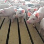 The latest information on African Swine Fever.