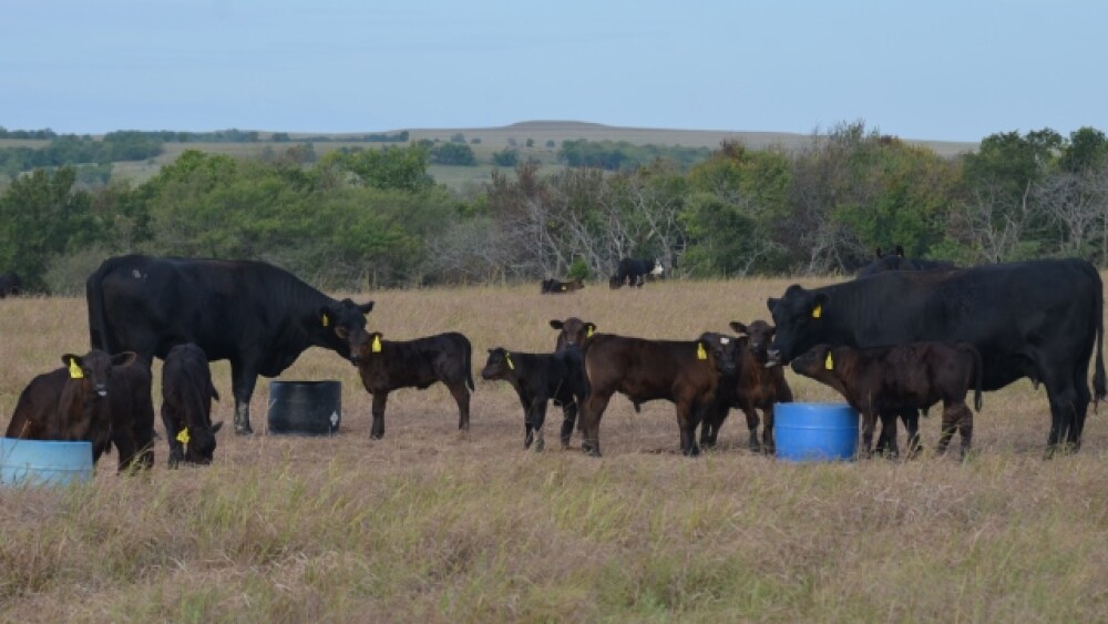 BT_Cow_Calf_Mineral