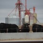 Cattle markets $1 lower