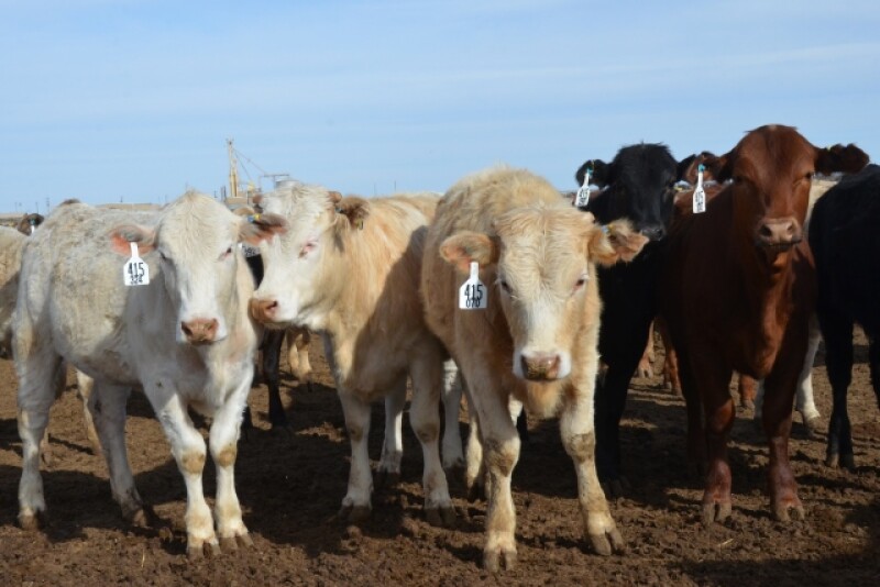 BT_Feedlot_Cattle