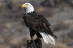 Bald.Eagle_.USFWS_.jpg