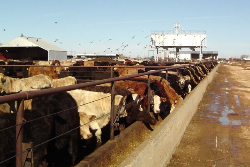 The President made a broad statement Tuesday about cattle imports, asking USDA Secretary Sonny Perdue to look into terminating bringing in cattle from other countries, a possible decision that could come with consequences. 