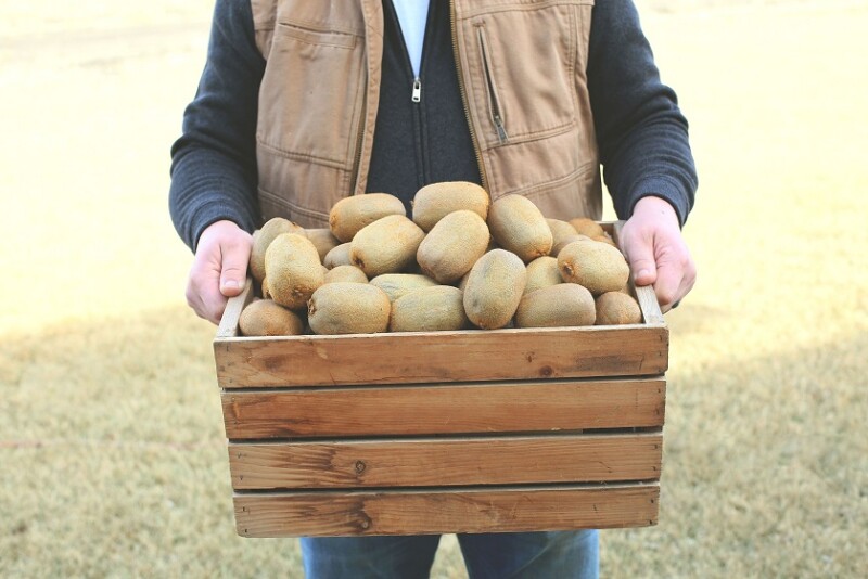 kiwi