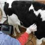 How helpful would it be to look inside live calves to inspect their lung condition? That’s now possible with the same ultrasound technology veterinarians use to diagnose pregnancies. 