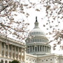 cherry-blossoms-capitol-hill.jpg