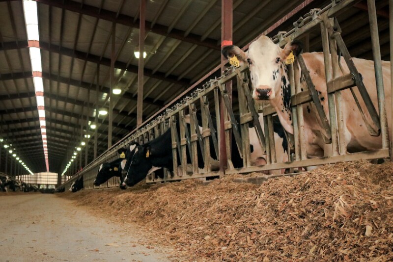Holstein Dairy Cow Feedbunk