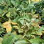Sudden Death Syndrome on soybeans.  
