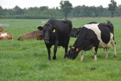 DT_Pasture_Dairy_Grazing_Grass