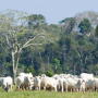 Brazilian cattle