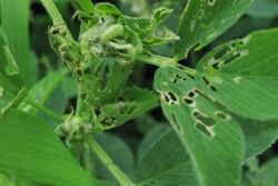 Alfalfa Weevil