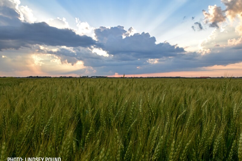Weather- Storm rain clouds over green wheat - Lindsey Pound