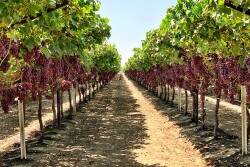 Scarlet Royal table grapes