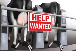 Cow_Help-Wanted