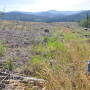 Professional forester and Wilbur-Ellis representative Bruce Alber observes a spray plot, where aerial applications achieve accuracy within 12".