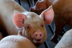 Pig by Canva.com