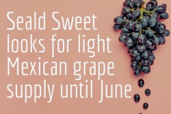 Spring grapes (1).jpg
