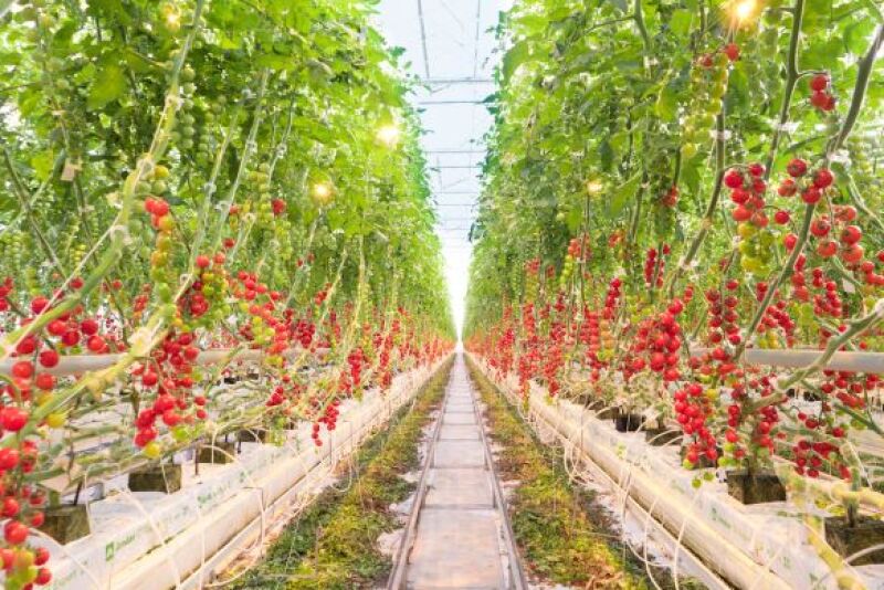  Cherry tomatoes growing at Pure Flavor's Fort Valley, Ga., greenhouse.