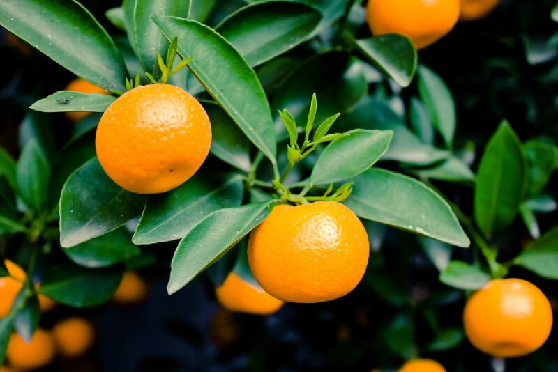 The Chilean clementine season has begun.