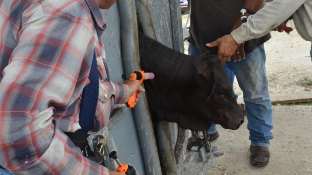 BT_Vaccinate_Cattle