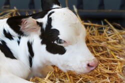 Sick Holstein Calf