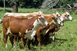 Lamb-NFREC-Braford-heifers