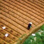 Vietnam_Farmer_Asia